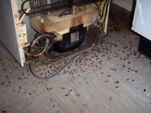 Metodos-para-erradicar-cucarachas