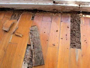 Agentes que dañan la madera parte 1Agentes que dañan la madera parte 1