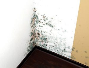 Deshumidificadores: la herramienta ideal para combatir el moho