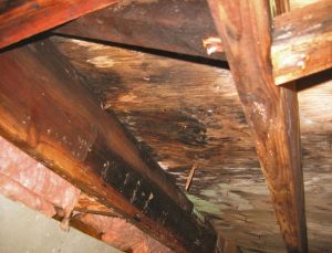 La humedad excesiva pudre y destruye la madera en estructuras y objetos de valor – Primera parte