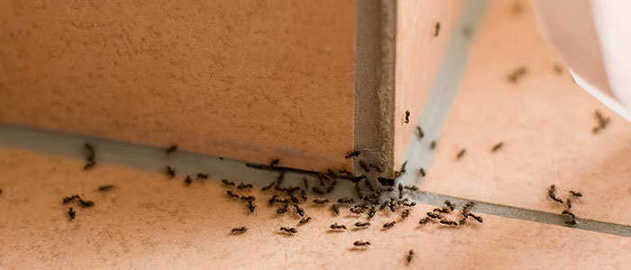 Tipos de insectos y plagas que aparecen por humedad y que afectan a la madera de nuestra casa u oficina